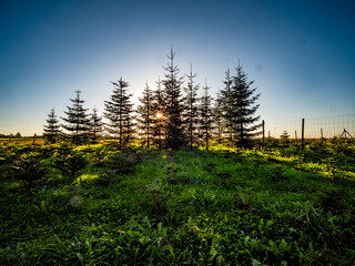 Wiederaufforstung im Nadelwald im Herbst