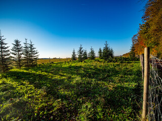 Wiederaufforstung im Nadelwald im Herbst
