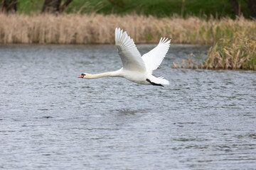 White swan flies over water