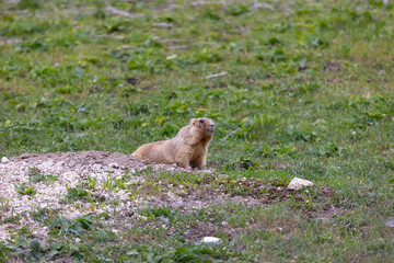 Marmot bobak on the grass on a summer day