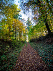 Waldweg durch den herbstlichen Mischwald