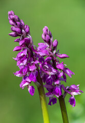 Early purple orchid (orchis mascula) flowers in bloom