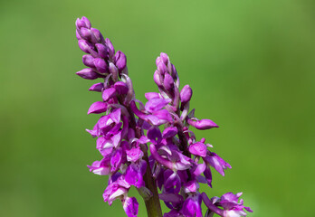 Obraz premium Early purple orchid (orchis mascula) flowers in bloom