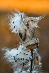 721-24 Milkweed Sunset