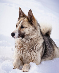 Aboriginal Siberian hunting dog laika lies on the fresh spring snow.