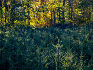 Wiederaufforstung im herbstlichen Mischwald