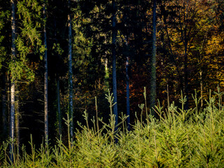 Wiederaufforstung im herbstlichen Mischwald