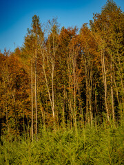 Wiederaufforstung im herbstlichen Mischwald