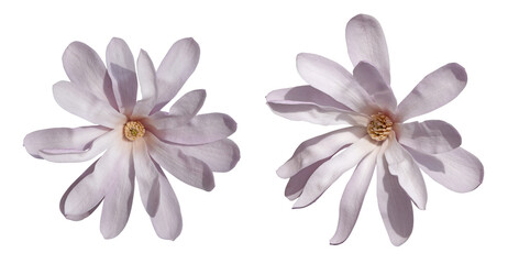 Fleurs de Magnolia stellata 'Rosea'