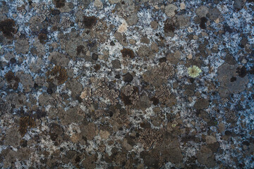 A close-up shot of a weathered stone surface covered in natural lichen growth