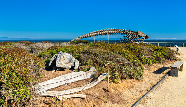 Gray whale skeleton and bones on display at a Marine Laboratory of the University of California, Santa Cruz, United States