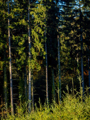 Wiederaufforstung im herbstlichen Mischwald