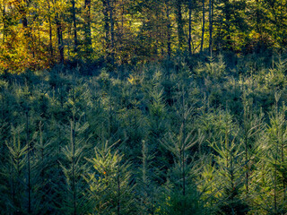 Wiederaufforstung im herbstlichen Mischwald