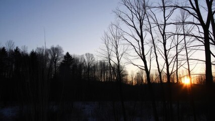 Beautiful sunset casting golden light through bare trees in a winter forest setting, forest, landscape