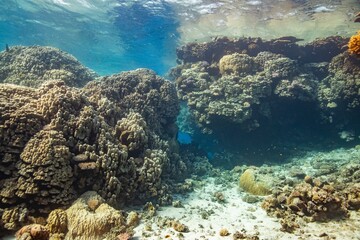 Red Sea - Egypt - Coral Reef