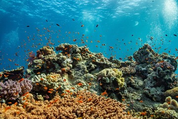 Red Sea - Egypt - Coral Garden - Reef