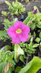 purple flower in the garden