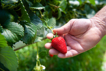 Farmer's working hand holding a strawberry in a hydroponic greenhouse