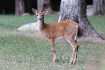 Cute deer in a forest looking to the camera