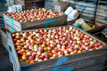 Wooden crates of peaches in a distribution warehouse in Rio Grande do Sul, Brazil