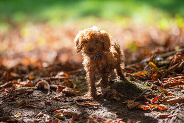 Pudel Welpe spielt im Laub im Herbst