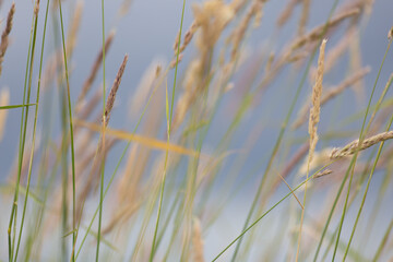 abstract background grass bokeh blurry