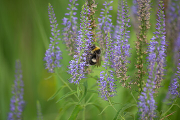 a bee on a purple flower collects honey