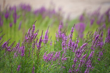 Wild flowers lilac veronica group