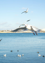seagulls in flight