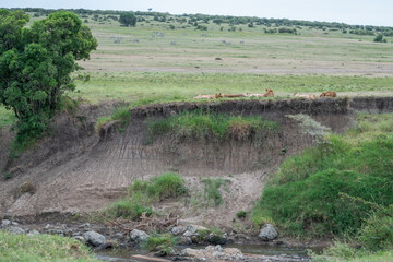 A pride of lions is currently resting and lying in the grass, Masai Mara, Kenya