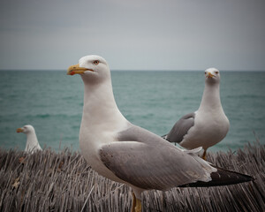 seagulls on the beach