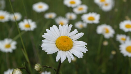 daisies in a field