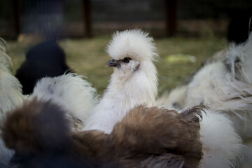 white chicken