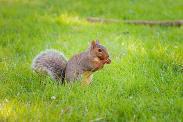 Close up of a Funny Squirrel on a grassland, Autumn season England