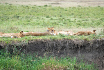 A pride of lions is currently resting and lying in the grass, Masai Mara, Kenya