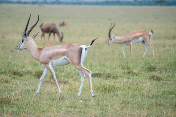 Witness antelope and deer grazing peacefully, Hells Gate National Park, Kenya