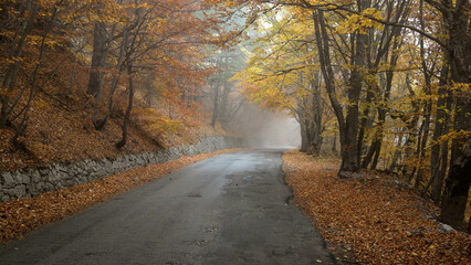 path in autumn forest