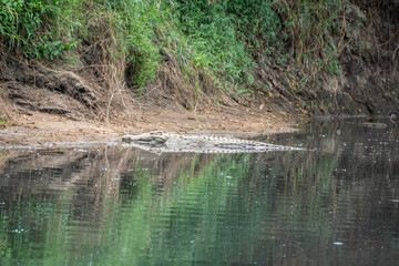 The crocodile lies on the river bank, Masai Mara Reserve, Kenya