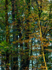 Sonnenlicht im herbstlichen Mischwald