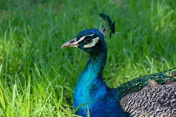 peacock portrait 
