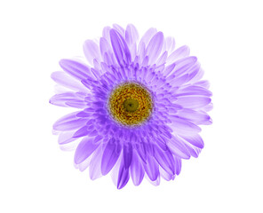 Beautiful violet gerbera flower on white background