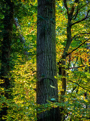 Sonnenlicht im herbstlichen Mischwald