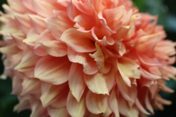 orange dahlia flower