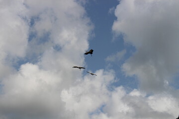 Birds flying in the sky