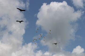 Flock of birds flying