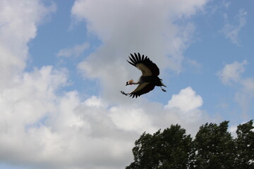 Grey crowned crane bird flying