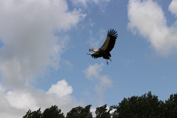 Grey crowned crane bird flying