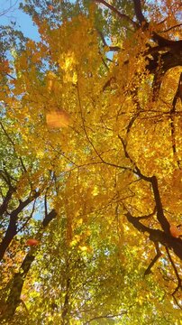 Beautiful yellow fall leaves are falling from trees above with a warm sunlight for a nature, season or outdoor background message.
