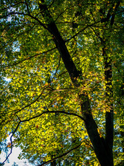 Sonnenlicht im herbstlichen Mischwald
