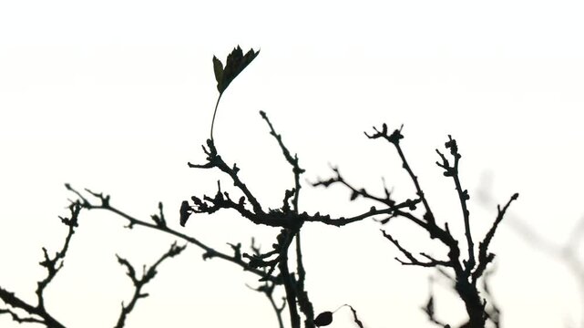 only a few leaves remained on the branches of the tree
